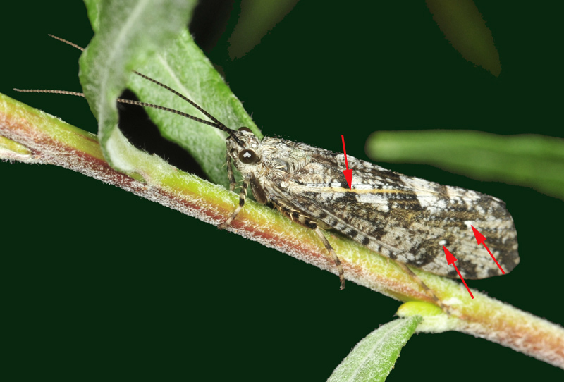 Phryganeidae: Agrypnia cfr. varia